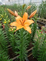 [5118 Kahlua DJ No01.JPG]